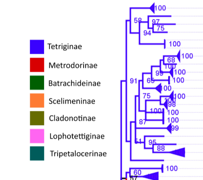 DNA barcoding of pygmy hoppers—The...