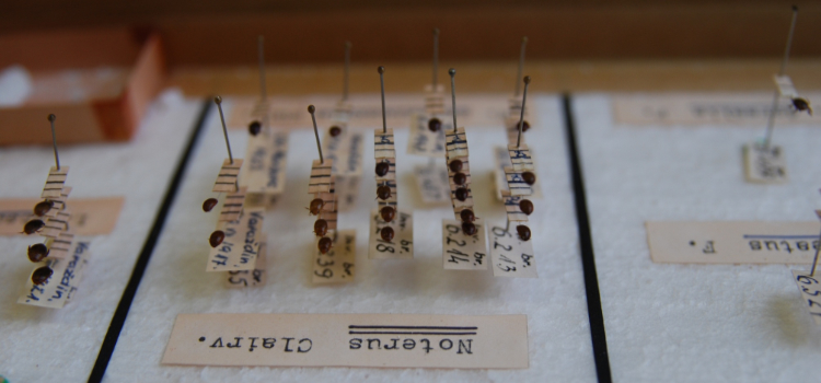 Entomološka zbirka