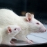 Which neurotransmitter systems and the genes that are connected with them are a part of behavioural disorders? How can simple behavioural tests on a laboratory rats help us decipher complex mental disorders of humans? Answers to all of these questions are what some of the researchers from the Department for Animal Physiology are striving to find by researching the human population and on rats as animal models. The research includes the measurement of the level of neurotransmitters and their metabolites, analysis of DNA polymorphisms, analysis of gene expression and tests of emotional, social and cognitive behaviour. 