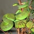The study of animal behaviour is a multidisciplinary field that requires knowledge of ecology, evolution, physiology, genetics and even mathematics and psychology. How do snakes perceive the world around them? Can they think and/or learn? How do they survive in nature? We are researching local and also foreign snakes in the field and in laboratory conditions. For years now, the Department of Animal Physiology has a great collection of living snakes. It is the cooperation with fellow researchers from Belgium and the USA that makes this research possible. Click <a href="http://zg.biol.pmf.hr/snakes/">here</a> for the collection of snakes.