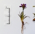 Two plant collections of the Division of Biology at the Faculty of Science which are included in the (<a href="http://sciweb.nybg.org/science2/IndexHerbariorum.asp">INDEKS HERBARIORUM</a>) list of worldwide plant collection are: the „Herbarium Croaticum“ and Herbarij „Ivo i Marija Horvat“. Herbarium Croaticum was already started in 1880 and has 280,000 plants from Croatia and the rest of the world. The „Ivo i Marija“ collection is the result of a rich heritage of two of Croatia’s greatest botanists, professor Ivo Horvat and his wife Maria. It was started in 1918 and consists of around 80,000 plants mostly from the Balkan peninsula.