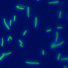The Escherichia coli bacterium is also called the “First Lady” of molecular genetics because the first experiments on it and its viruses created the foundation for modern molecular genetics. As a simple prokaryote, E. coli has many advantages for genetic analysis. Using mutants in different genes, it is possible to experimentally predict their role and the process in which they are included. In our laboratories, we research molecular mechanisms of the immunity of bacteria to infection caused by foreign genetic elements. 
