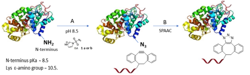 A Research Paper Published in Enzyme...