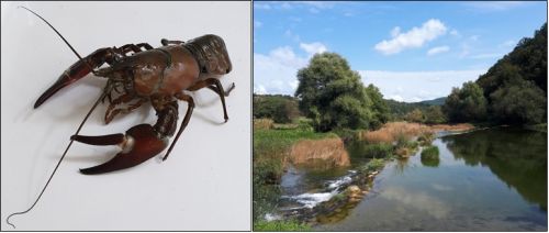 Uloga mikrobioma u biološkim invazijama