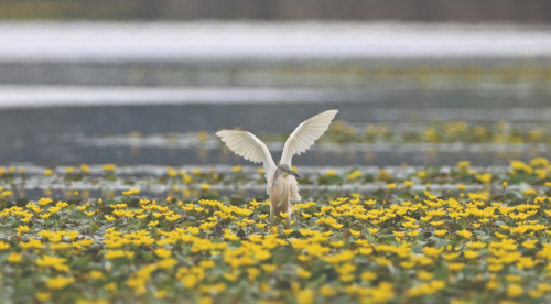 PhotoNaturae - poziv na izložbu