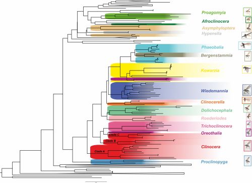 Objavljeni rad “Molecular phylogeny...