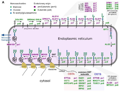 Novo istraživanje otkriva podrijetlo...