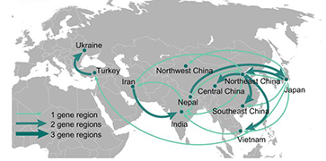 Genomic analysis of the brassica...