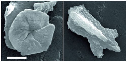 Nove vrste nanofosila imenovane po...