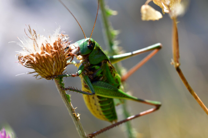 Rad u Nature Communications otkriva...