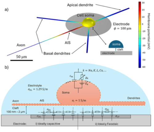 Učinkovitija neuralna stimulacija...