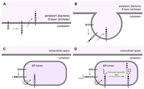 Novo istraživanje otkriva podrijetlo...