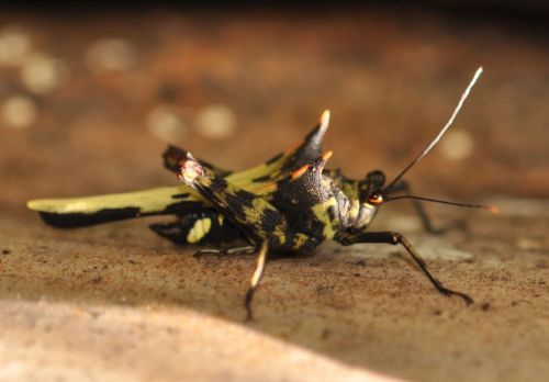 Towards improved taxonomic standards...